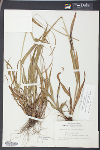 Paspalum setaceum var. ciliatifolium image