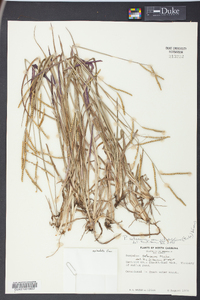 Paspalum setaceum var. ciliatifolium image