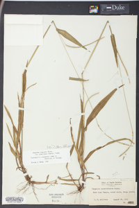 Paspalum setaceum var. ciliatifolium image