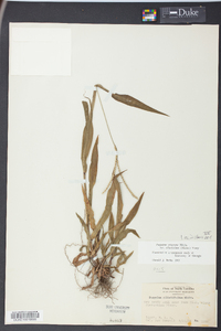 Paspalum setaceum var. ciliatifolium image