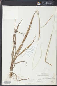 Paspalum setaceum var. ciliatifolium image