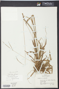 Paspalum setaceum var. muhlenbergii image