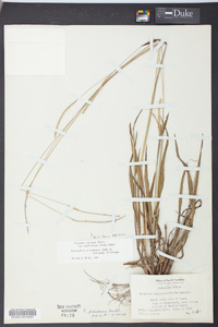 Paspalum setaceum var. muhlenbergii image