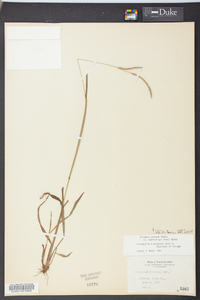 Paspalum setaceum var. muhlenbergii image