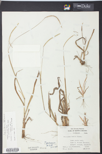 Paspalum setaceum var. muhlenbergii image