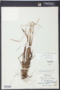 Paspalum setaceum var. muhlenbergii image