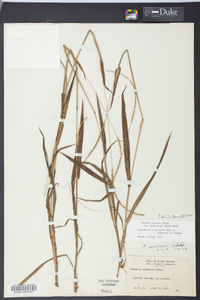 Paspalum setaceum var. muhlenbergii image