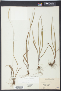 Paspalum setaceum var. muhlenbergii image