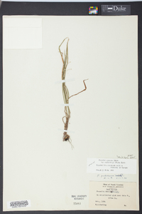 Paspalum setaceum var. muhlenbergii image