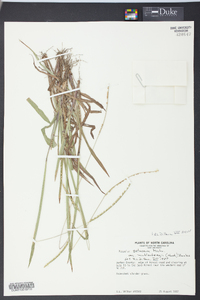 Paspalum setaceum var. muhlenbergii image