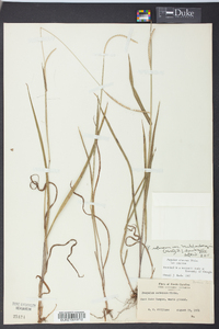 Paspalum setaceum var. muhlenbergii image