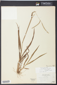 Paspalum setaceum var. muhlenbergii image