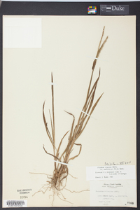 Paspalum setaceum var. muhlenbergii image