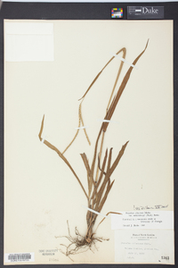 Paspalum setaceum var. muhlenbergii image