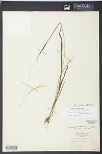 Paspalum setaceum var. muhlenbergii image