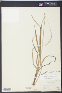 Paspalum setaceum var. muhlenbergii image