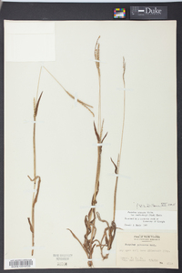 Paspalum setaceum var. muhlenbergii image