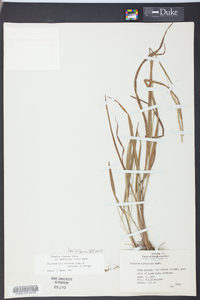 Paspalum setaceum var. muhlenbergii image