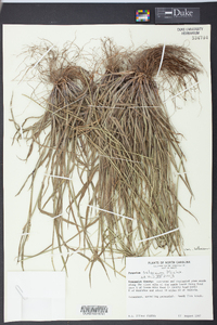 Paspalum setaceum var. setaceum image