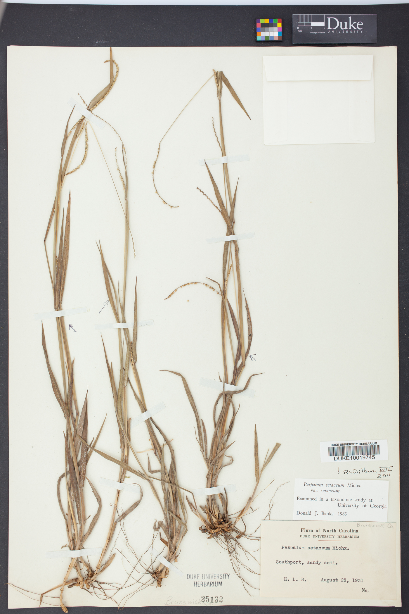 Paspalum setaceum var. setaceum image