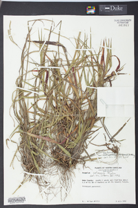 Paspalum setaceum var. setaceum image