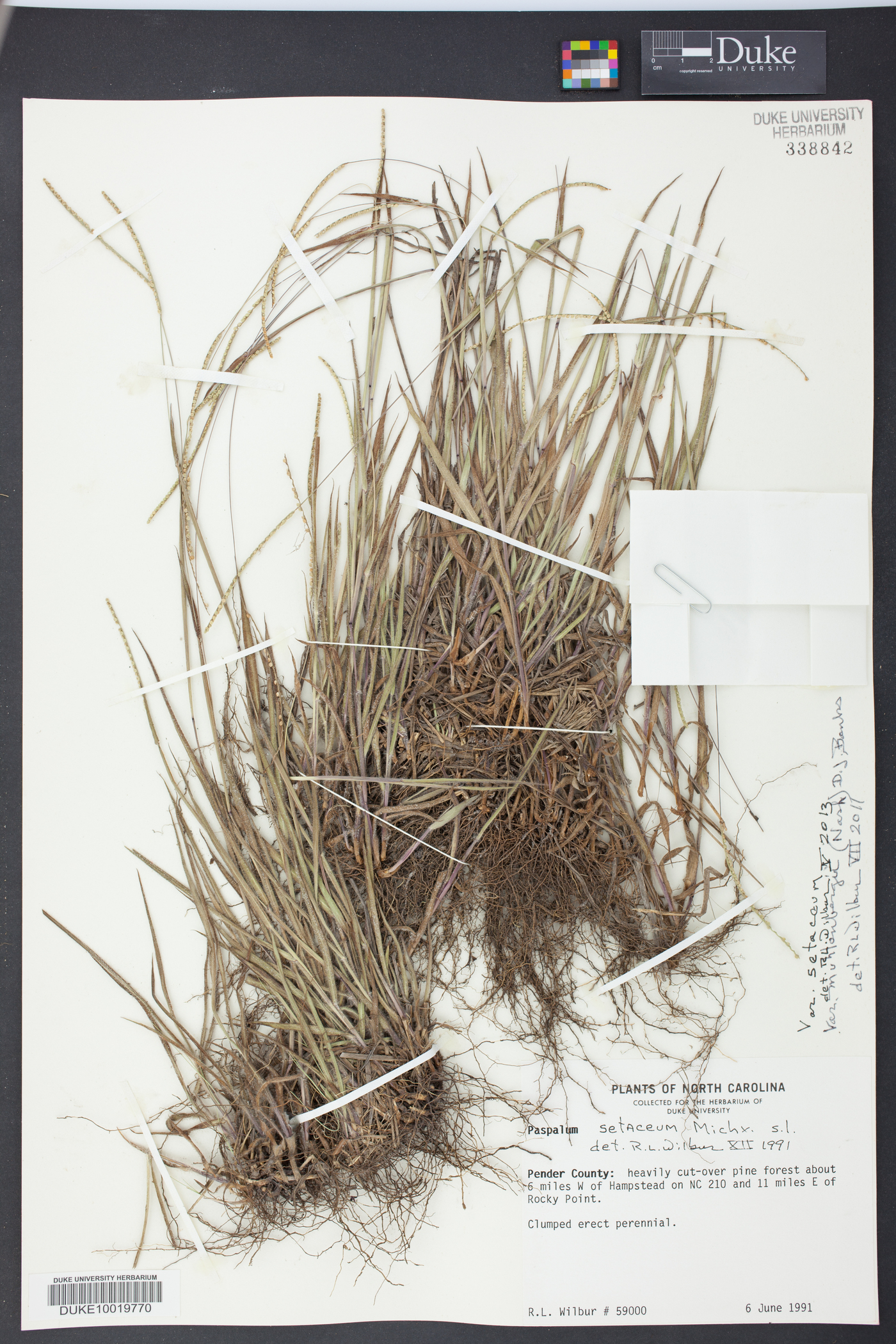 Paspalum setaceum var. setaceum image