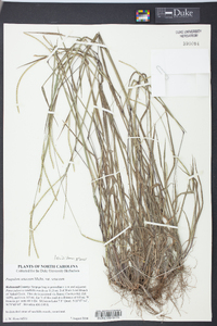 Paspalum setaceum var. setaceum image