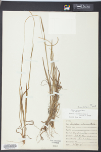 Paspalum setaceum var. setaceum image