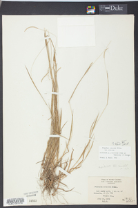 Paspalum setaceum var. setaceum image