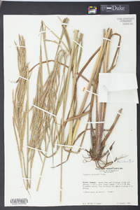 Paspalum urvillei image