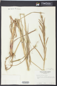 Paspalum urvillei image