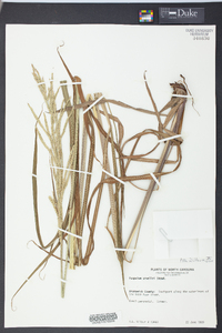 Paspalum urvillei image