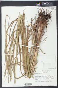 Paspalum urvillei image