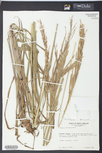 Paspalum urvillei image