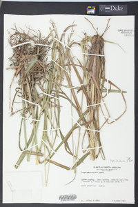 Paspalum urvillei image