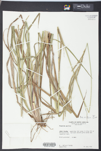 Paspalum urvillei image