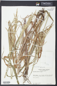 Paspalum urvillei image