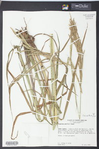 Paspalum urvillei image