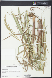 Paspalum urvillei image