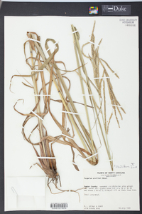 Paspalum urvillei image