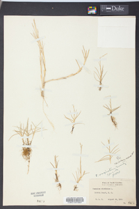 Paspalum distichum image