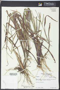 Paspalum boscianum image