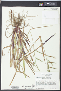 Paspalum boscianum image