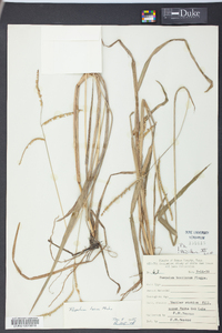 Paspalum boscianum image