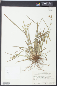 Paspalum boscianum image