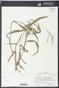 Paspalum boscianum image