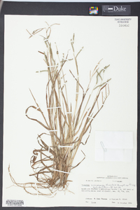 Paspalum convexum image