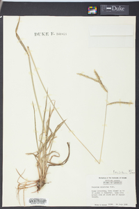 Paspalum dilatatum image