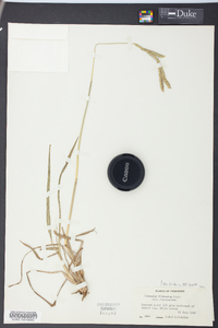 Paspalum dilatatum image