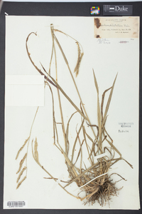 Paspalum dilatatum image